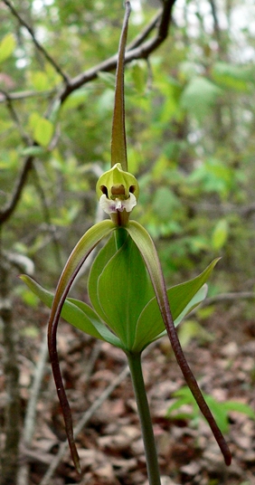 {Isotria verticillata}